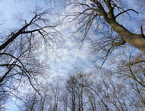 Blick in den Himmel durch karge Baumwipfel 